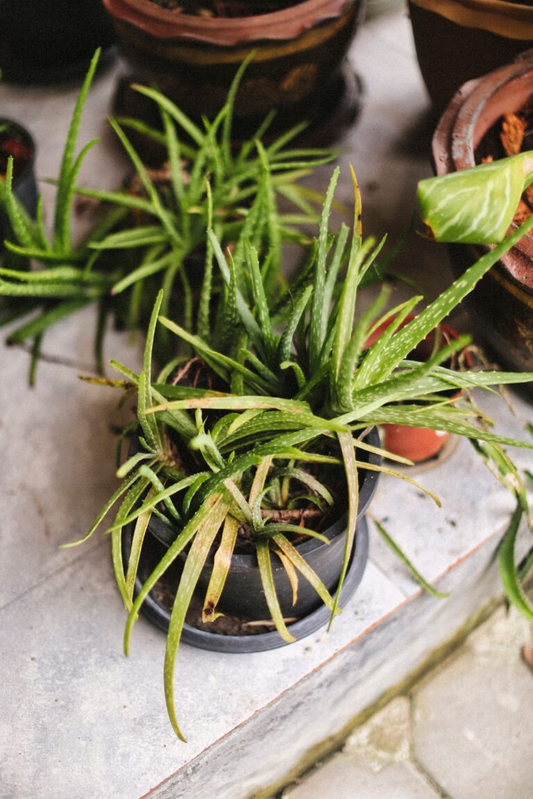 Your Houseplant Isn’t Sulking. It’s Hungry.