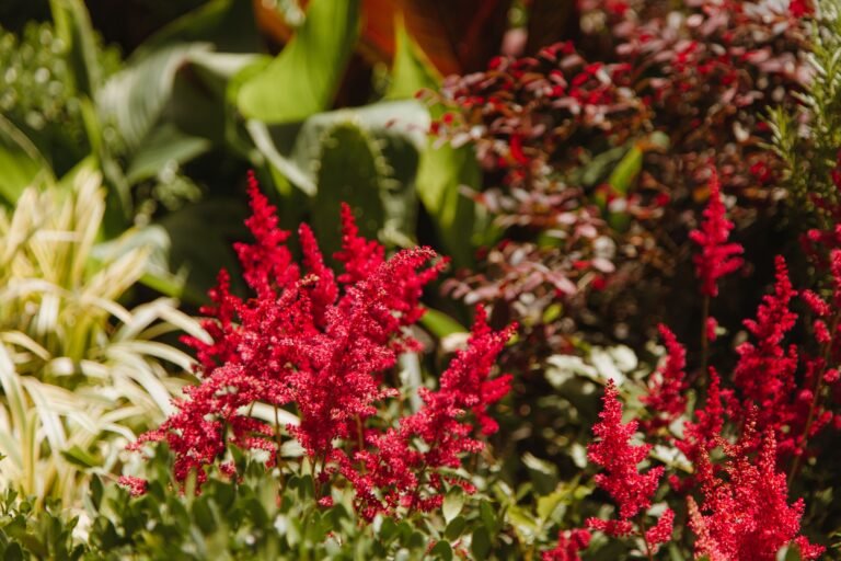add height or colour to garden for autumn