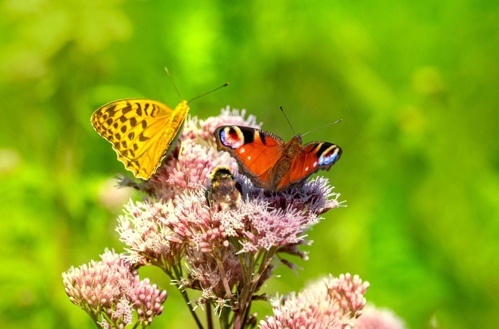Two butterflies and a bumblebee feeding on pink flowers in a wildlife-friendly garden