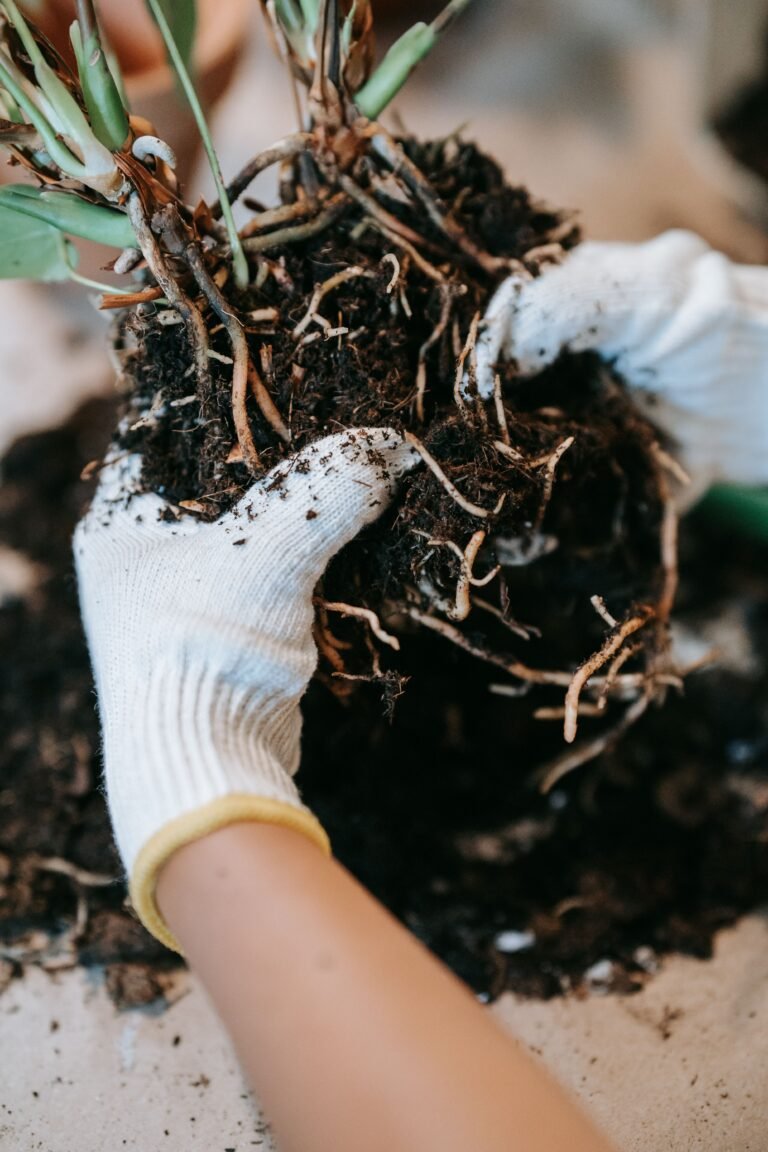Gloved hands dividing a mature perennial plant for replanting