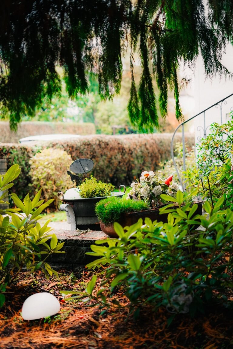 Mulched garden with flowering plants growing in containers