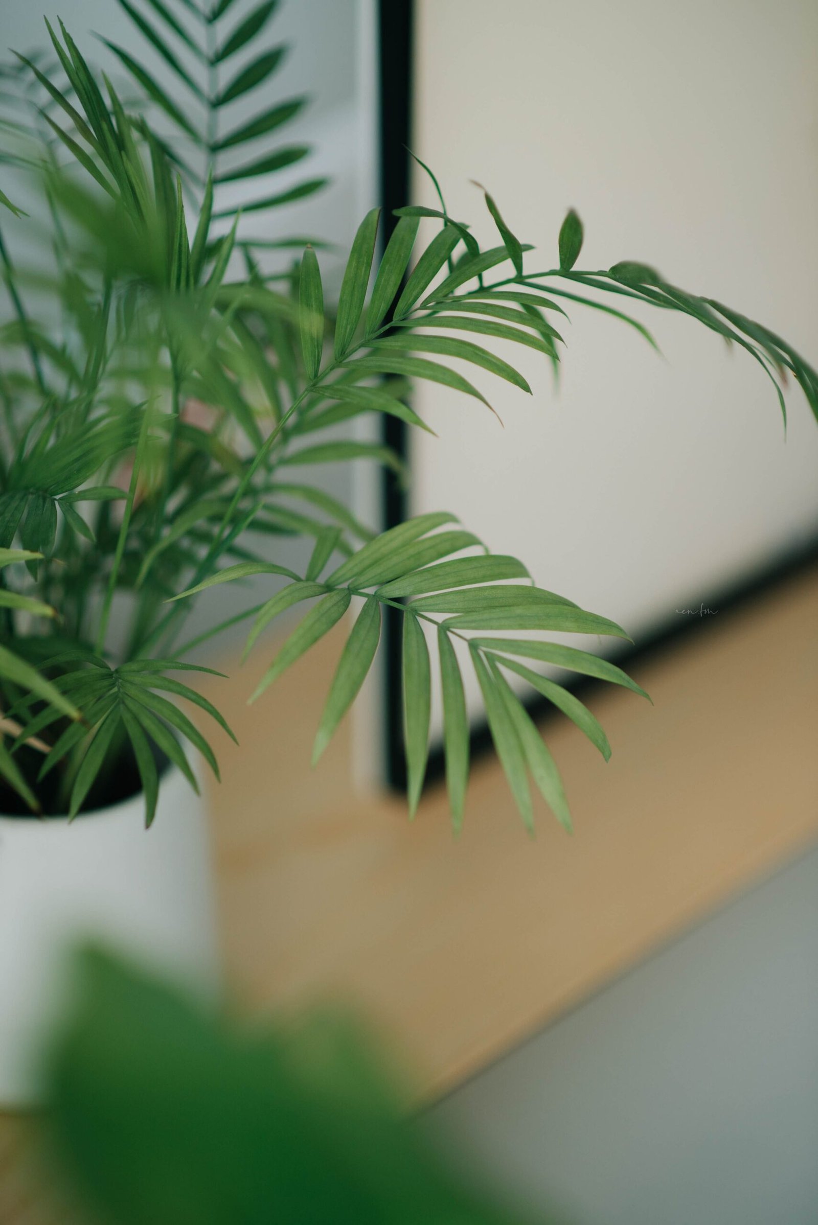 Indoor palm displayed against a simple interior wall