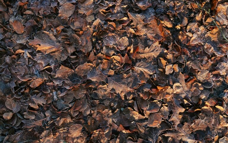 Leaf mold great soil conditioner