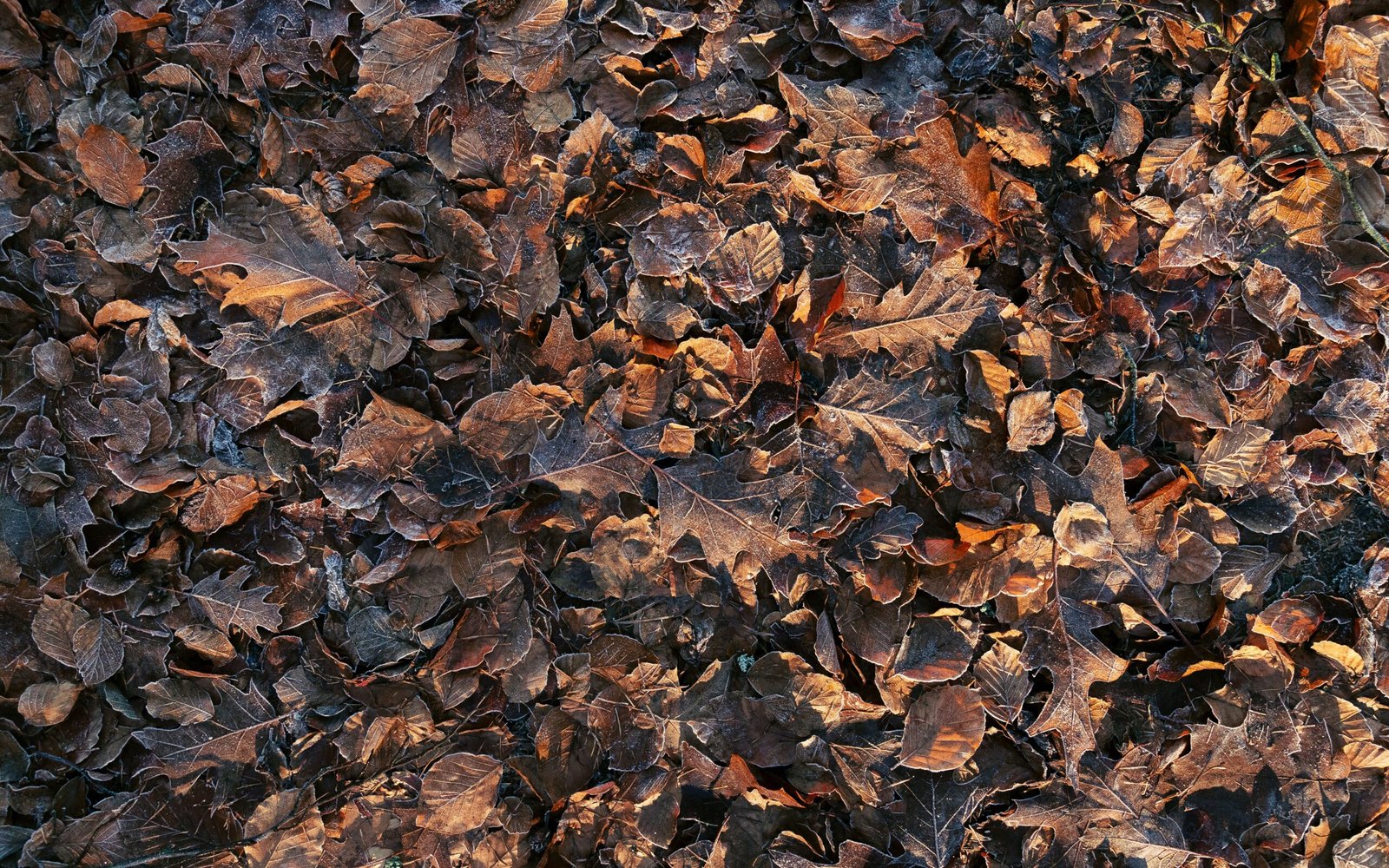 Leaf mold great soil conditioner