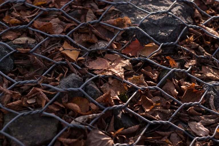 Fallen leaves collected in a simple chicken wire leaf mould bin