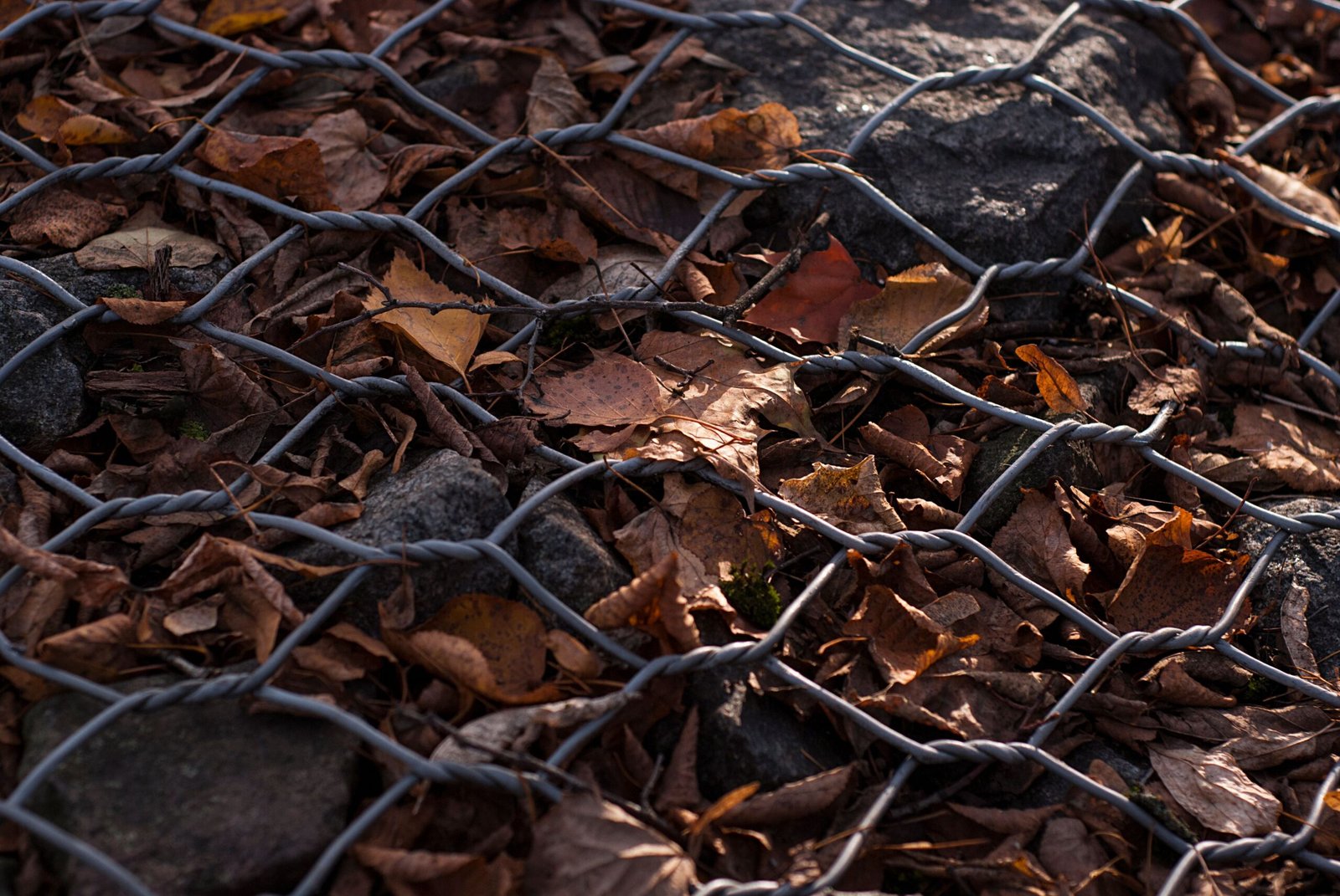 Fallen leaves collected in a simple chicken wire leaf mould bin