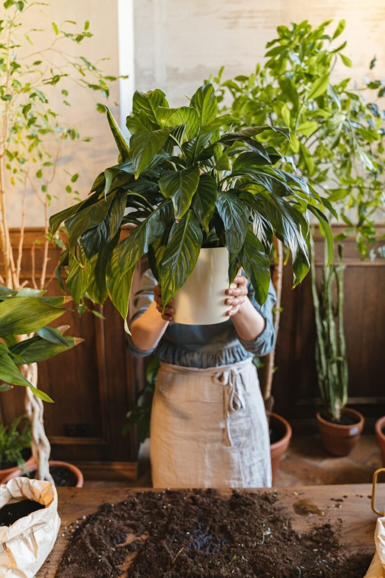 Person holding a large overgrown houseplant ready for repotting