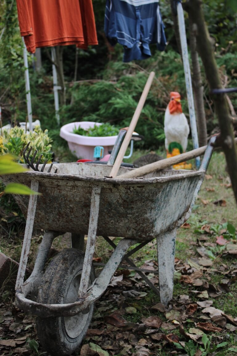 wheelbarrow ready to go to work, chicken in background