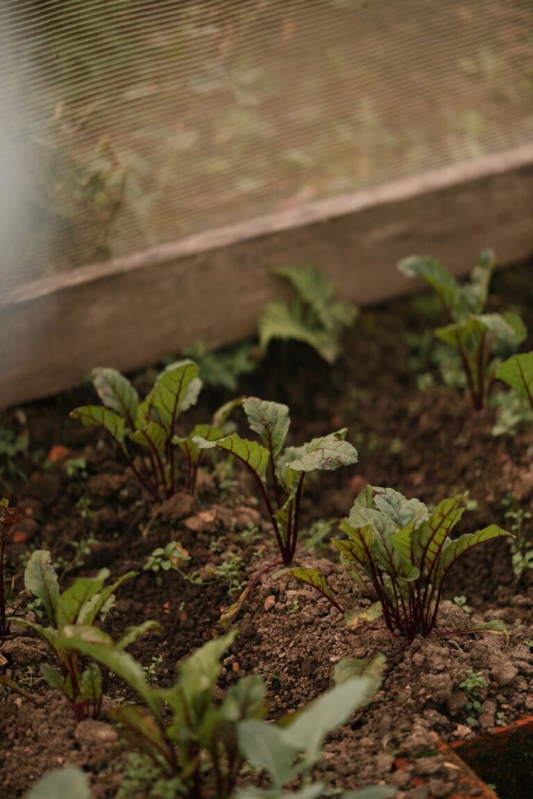 salad leaves newly planted