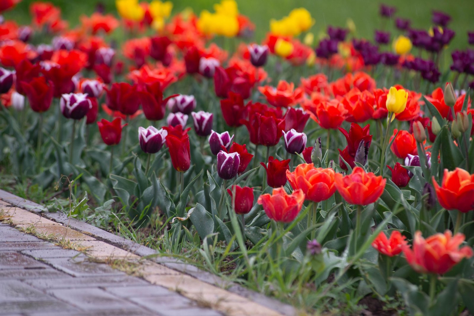 tulips with Simple Drip Irrigation for Garden Beds and Borders