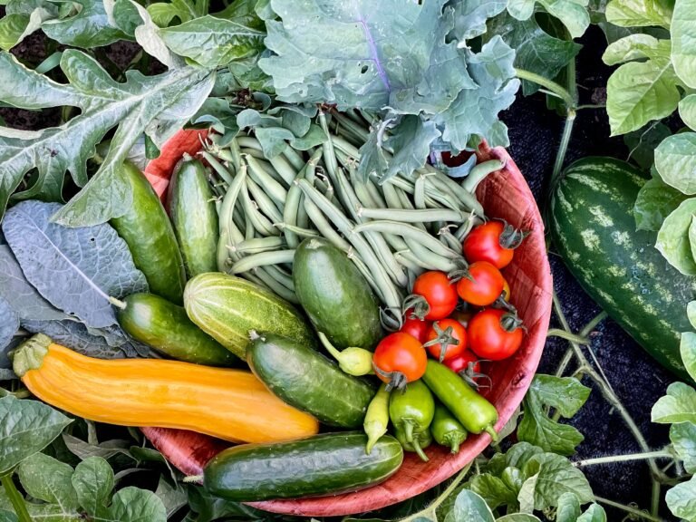 Trug filled with freshly harvested vegetables beside a courgette plant