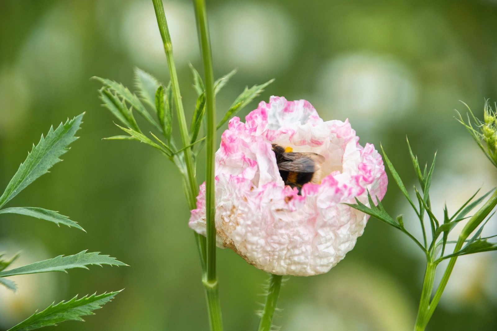A bee hiding in a bllom