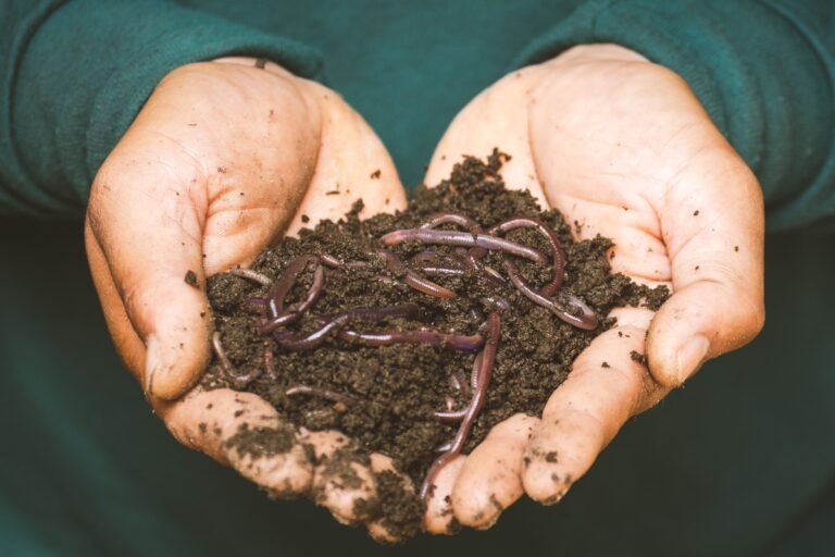 Discover what is living in your garden soil, why bacteria, fungi, worms and other tiny organisms matter, and how to support healthier soil naturally.